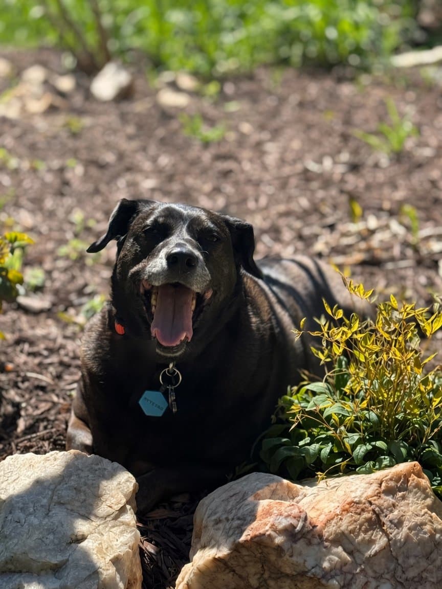 Lexi, our protector