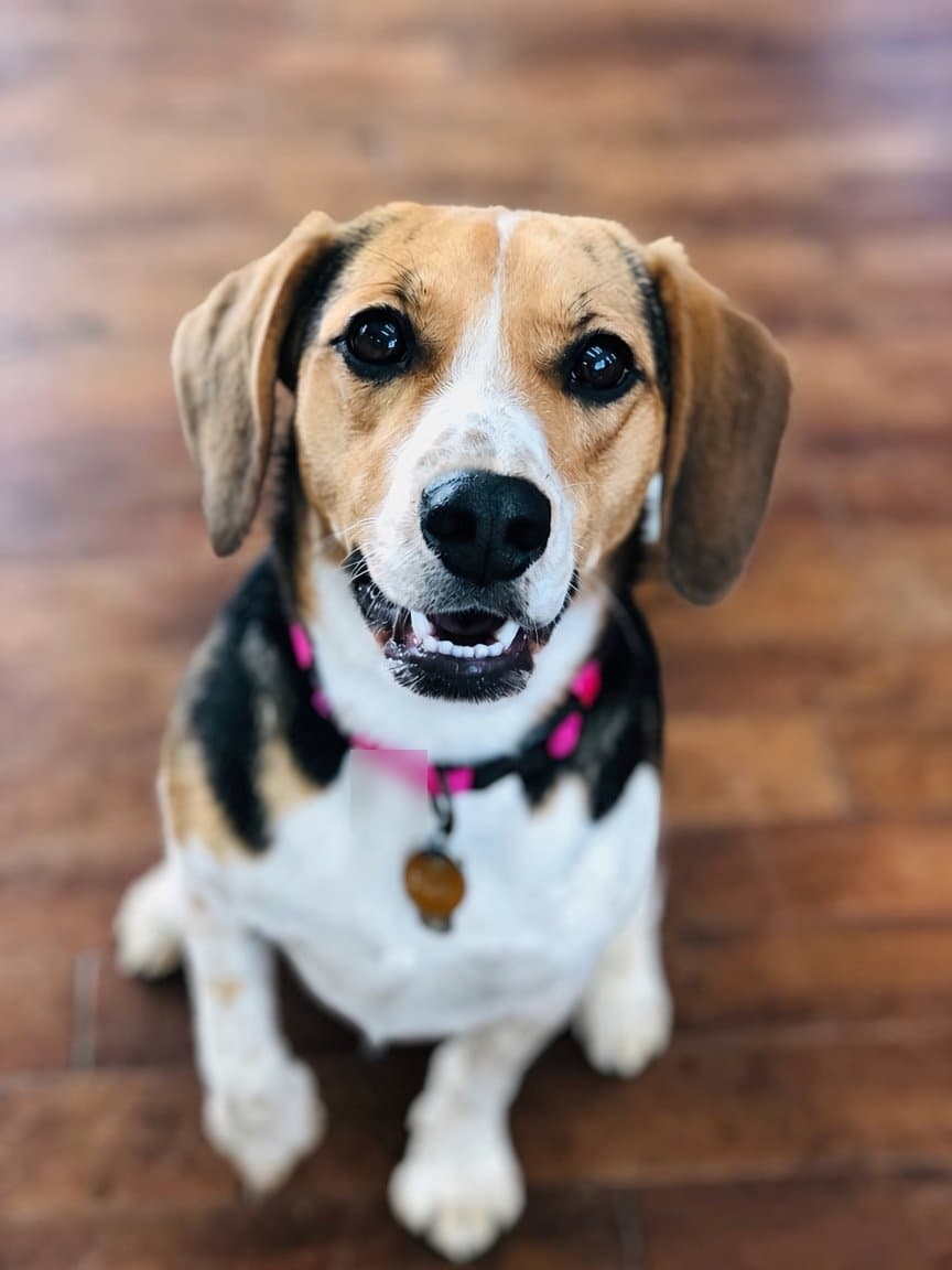 Lily, our sweet grumpy beagle